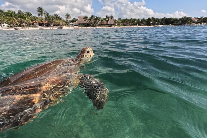Private Snorkeling with Sea Turtles in Akumal Beach - The one-kilometer swim through the protected circuit