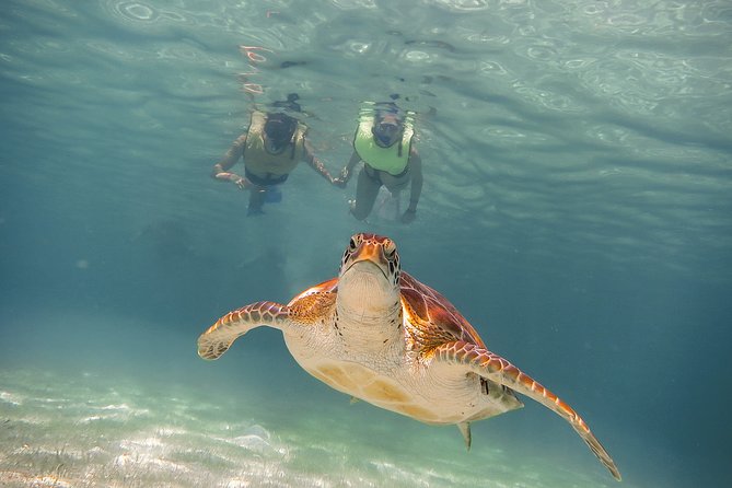 Private Turtles & Cenotes Adventure - Puerto Aventuras and the value of a private vehicle