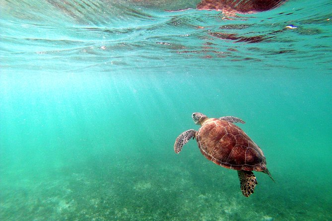 Private Turtles & Cenotes Adventure - What the guides, food, and photos add