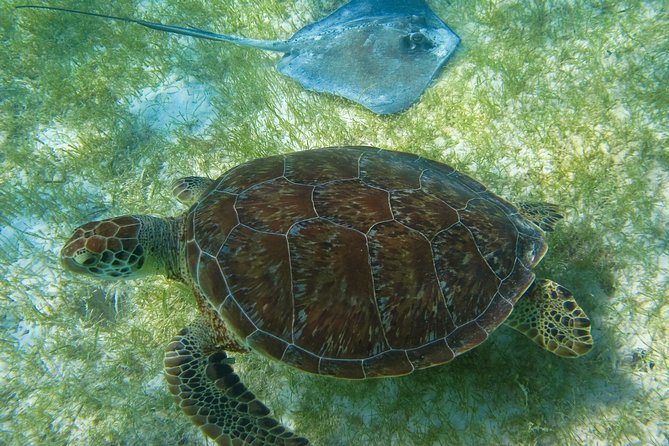 Private Turtles & Cenotes Adventure - Entering the cenote beneath the Yucatan forest