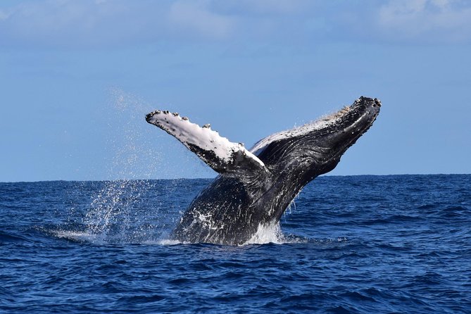PRIVATE Whale Watch Tour | Cabo San Lucas | Biologist | FREE Pics - The Arch, Lovers Beach, and Pelican Rock