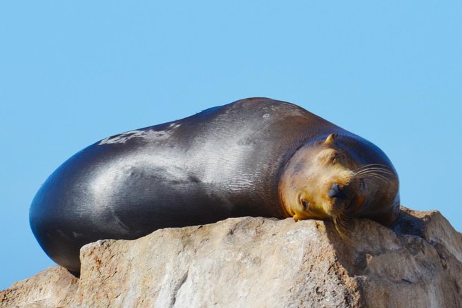 PRIVATE Whale Watch Tour | Cabo San Lucas | Biologist | FREE Pics - Photos are included, with one practical caution