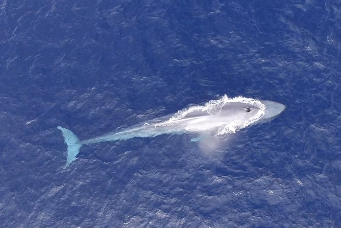 PRIVATE Whale Watch Tour | Cabo San Lucas | Biologist | FREE Pics - Boat comfort, water, and life jackets