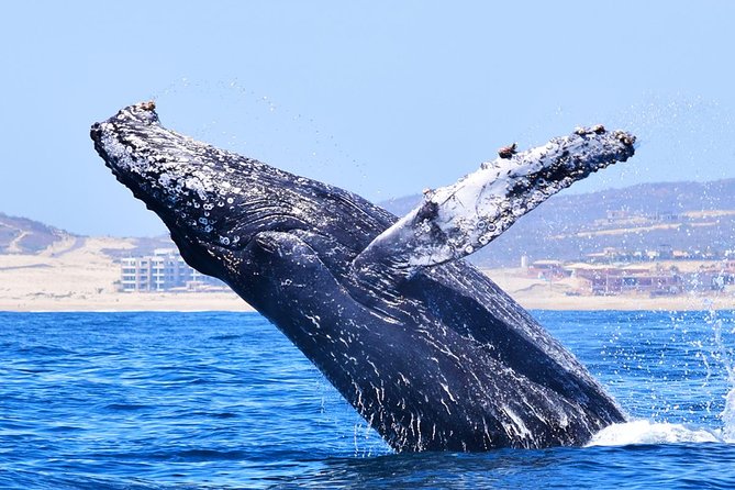 PRIVATE Whale Watch Tour | Cabo San Lucas | Biologist | FREE Pics - Who will get the most from this tour