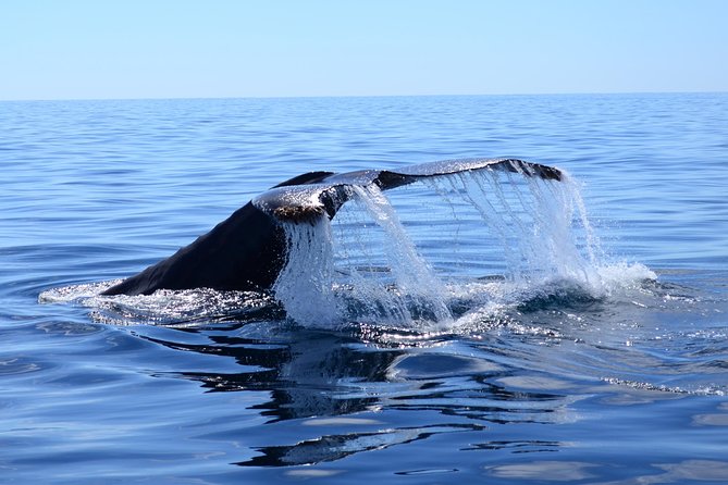 PRIVATE Whale Watch Tour | Cabo San Lucas | Biologist | FREE Pics - Starting at the marina in Cabo San Lucas
