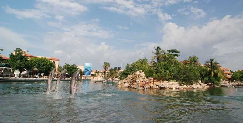 Puerto Aventuras: Dolphin Swim, Sea Lions, Manatees, & Lunch - Is $135 a fair price?