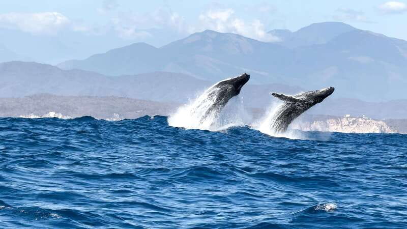 Puerto Escondido: Boat Tour among Dolphins and Turtles - Who will enjoy this Puerto Escondido boat trip
