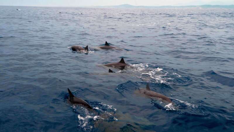 Puerto Escondido: Boat Tour among Dolphins and Turtles - Why the 7:00 AM start matters