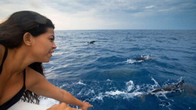 Boat Tour among Dolphins and Turtles