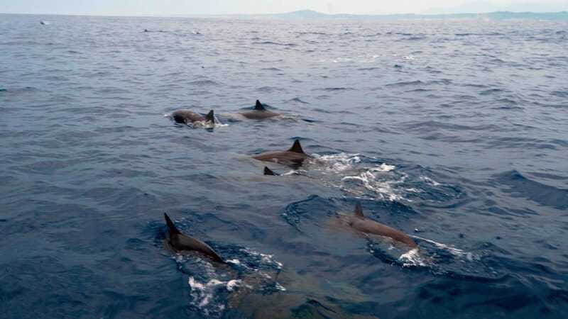Puerto Escondido: Boat Tour among Dolphins and Turtles - Dolphins are the star attraction