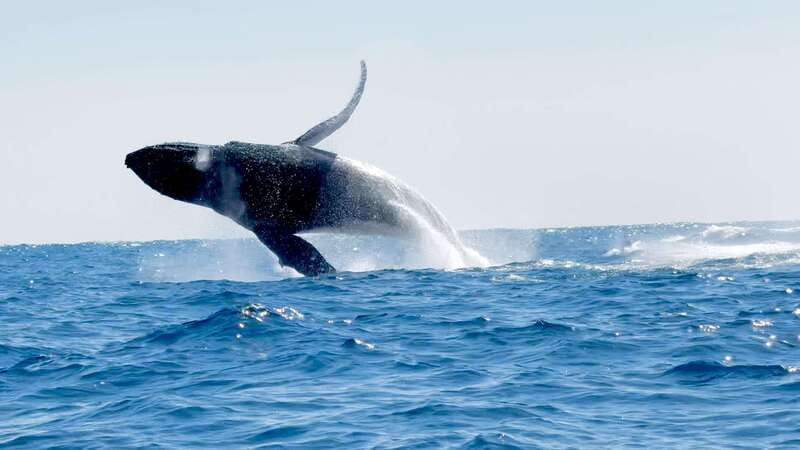 Puerto Escondido: Boat Tour among Dolphins and Turtles - Turtles and whales add variety