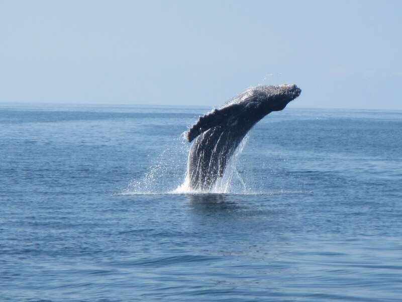 Puerto Escondido: Boat Tour among Dolphins and Turtles - A sightseeing cruise, not a swim stop