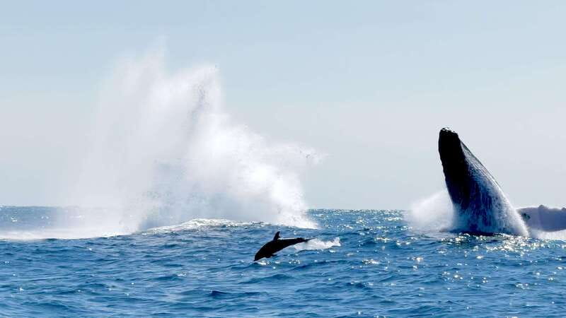 Puerto Escondido: Boat Tour among Dolphins and Turtles - What the $79 price includes