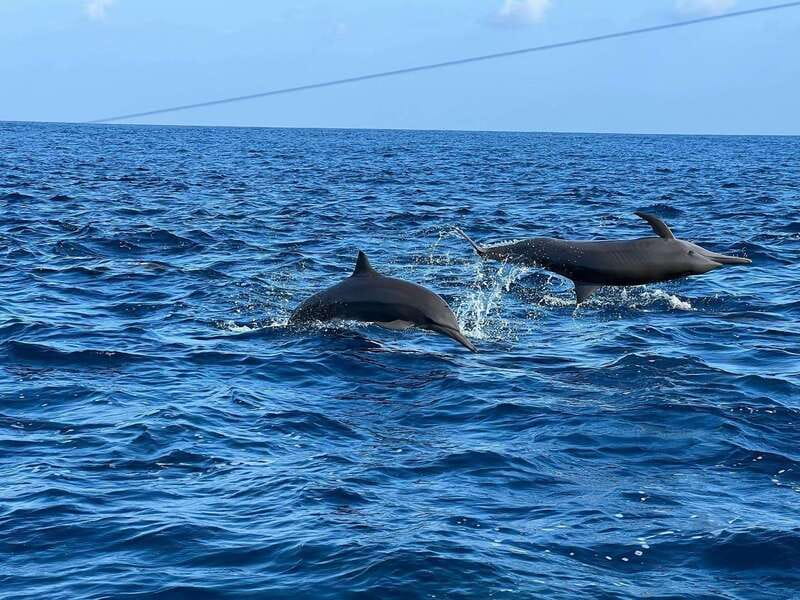 Puerto Escondido: Boat Tour to see Dolphins and Marine Life - Who should book this boat trip?