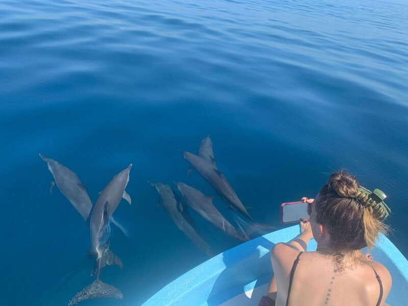 Puerto Escondido: Boat Tour to see Dolphins and Marine Life - Why dolphins make this Puerto Escondido boat trip special