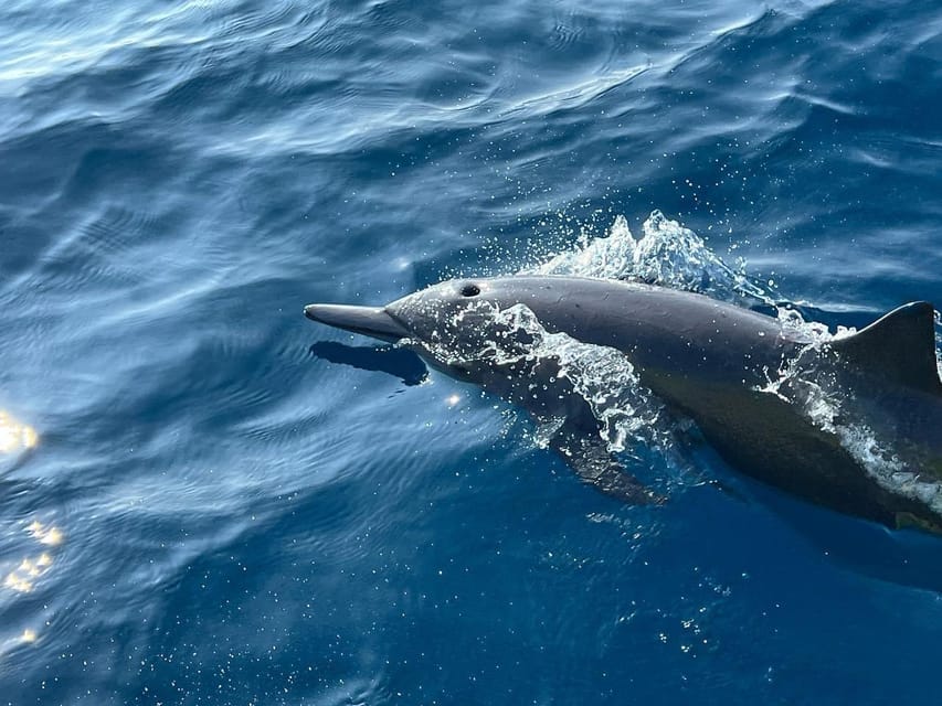 Puerto Escondido: Boat Tour to see Dolphins and Marine Life - Swimming near dolphins and turtles