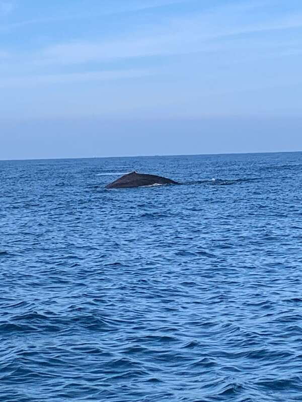 Puerto Escondido: Boat Tour to see Dolphins and Marine Life - The guide makes a real difference