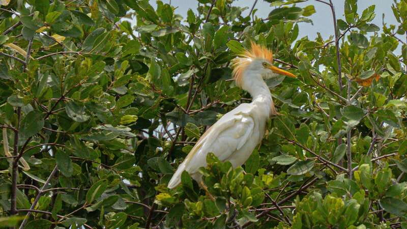 Puerto Escondido: Oaxaca Coast Wildlife Ecotour - La Ventanilla puts wildlife first
