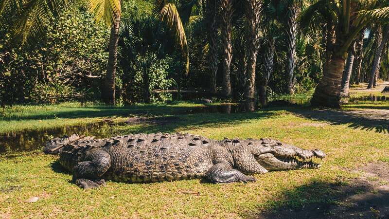 Puerto Escondido: Oaxaca Coast Wildlife Ecotour - Mazunte offers a slower coastal pause