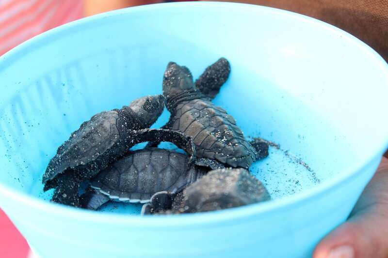Puerto Escondido: Turtle Release Experience - Booking, cancellation, and basic access