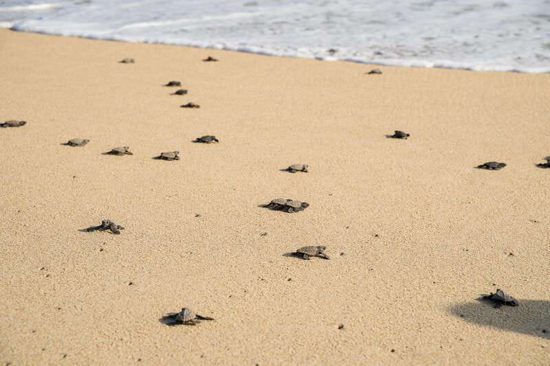 Puerto Escondido: Turtle Release Experience - Sunset on the beach adds real value