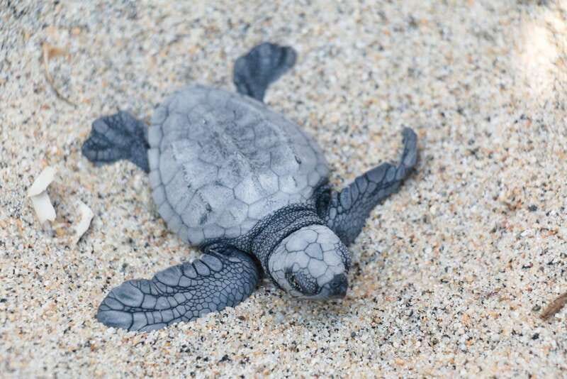 Puerto Escondido: Turtle Release Experience - How good is the $40 value?