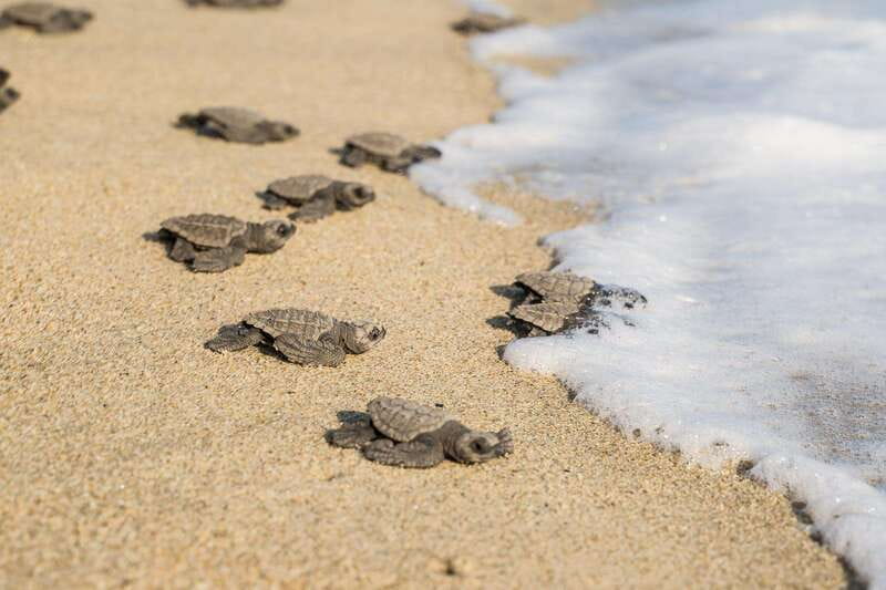 Puerto Escondido: Turtle Release Experience - Timing, seasons, and what can change