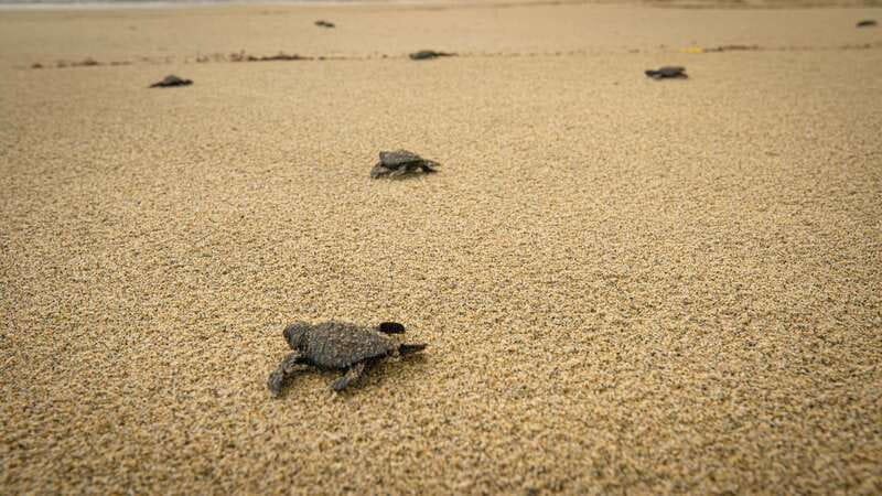 Puerto Escondido: Turtle Release Experience - Practical advice for a smoother evening