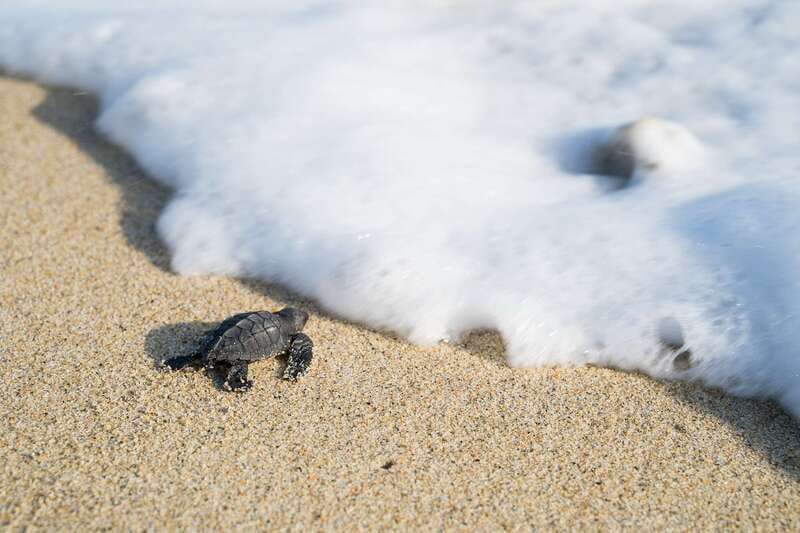 Puerto Escondido: Turtle Release Experience - Meeting the conservation team at the turtle camp