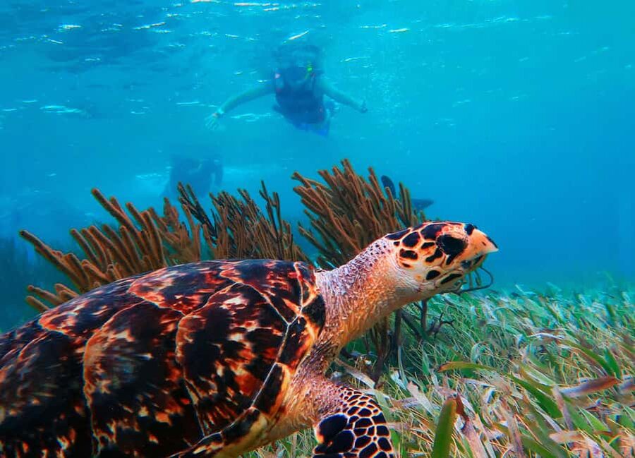 Puerto Morelos: National Reef Park Snorkeling & Beach Lunch - What happens when you arrive at the reef