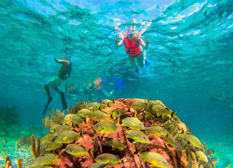 Puerto Morelos: National Reef Park Snorkeling & Beach Lunch - Marine life you might see in one hour