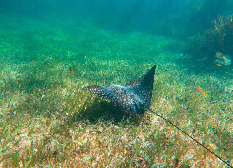 Puerto Morelos: National Reef Park Snorkeling & Beach Lunch - Is $39 a good value?