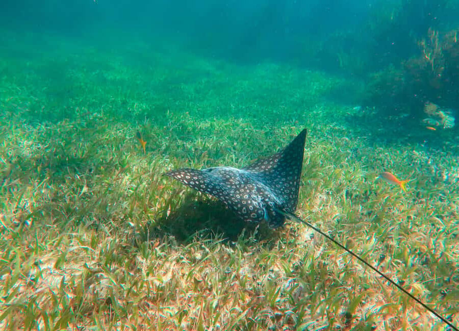 Puerto Morelos: National Reef Park Snorkeling & Beach Lunch - Hotel pickup makes this a simple half-day plan