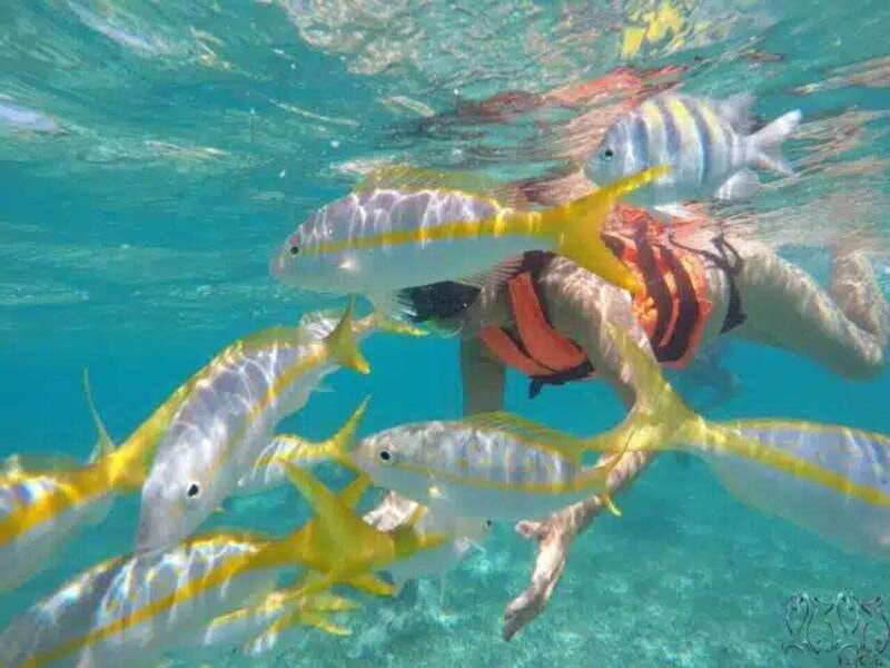 Puerto Morelos: Snorkeling at The National Reef Park - Puerto Morelos reef snorkeling, with the coast close behind