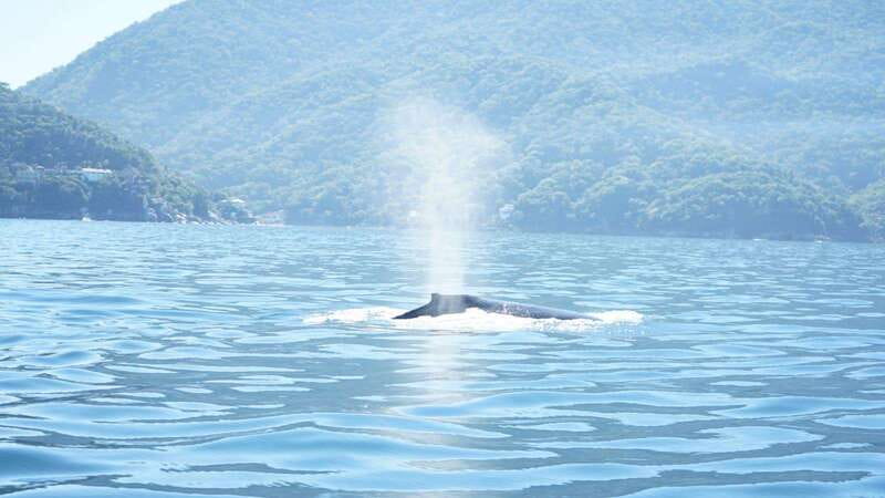 Puerto Vallarta: 3-Hour Whale Watching and Snorkeling - Finding whales in Banderas Bay