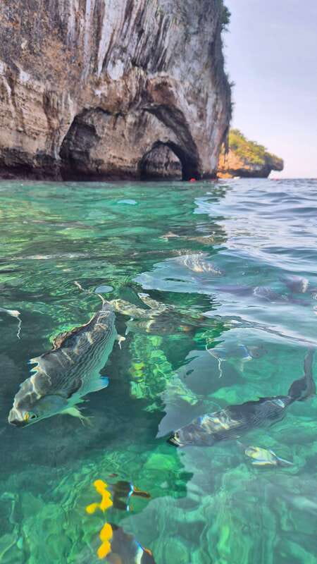 Puerto Vallarta: 3-Hour Whale Watching and Snorkeling - Who will enjoy this boat trip most