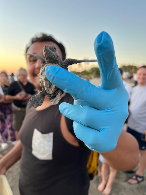 Puerto Vallarta: Baby Turtle Release in Conservation Area - Why this turtle release feels different