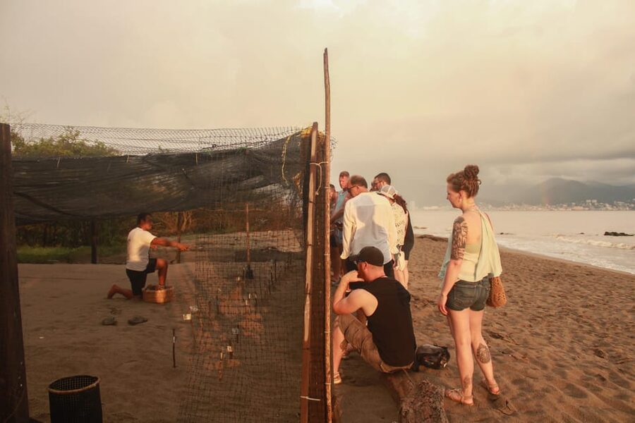 Puerto Vallarta: Baby Turtle Release in Conservation Area - Sunset, bay views, and the hatchling release