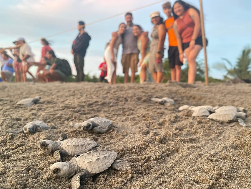 Puerto Vallarta: Baby Turtle Release in Conservation Area - What the $40 price includes