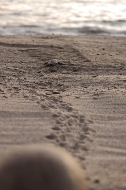 Puerto Vallarta: Baby Turtle Release in Conservation Area - Who should book this experience