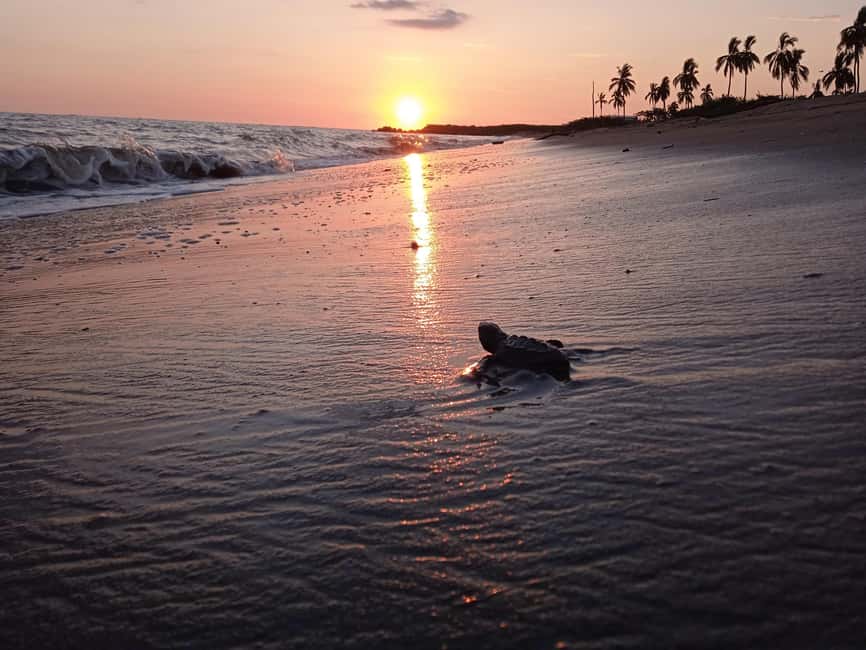 Puerto Vallarta: Baby Turtle Release in Conservation Area - Finding the meeting point near Marina Vallarta