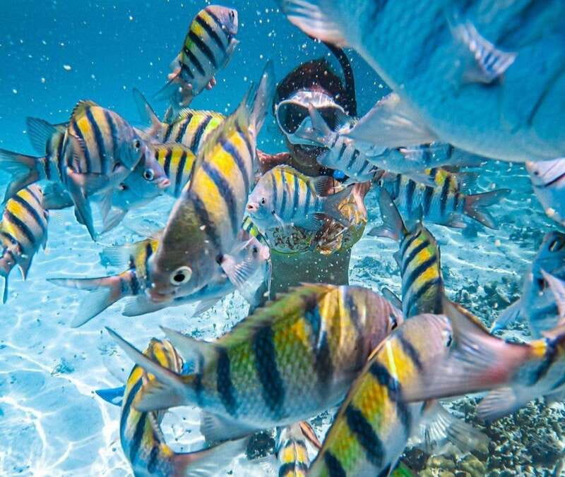 Puerto Vallarta: Los Arcos Islands Boat Tour and Snorkeling - Key points to know before you book