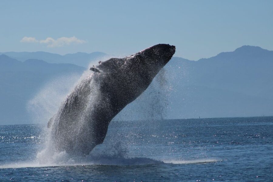 Puerto Vallarta: Mega Yacht Whale Watching Sunset Cruise - Key details before you book