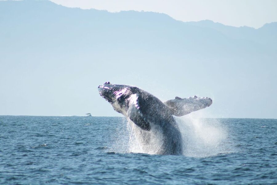 Puerto Vallarta: Mega Yacht Whale Watching Sunset Cruise - What $87 buys you
