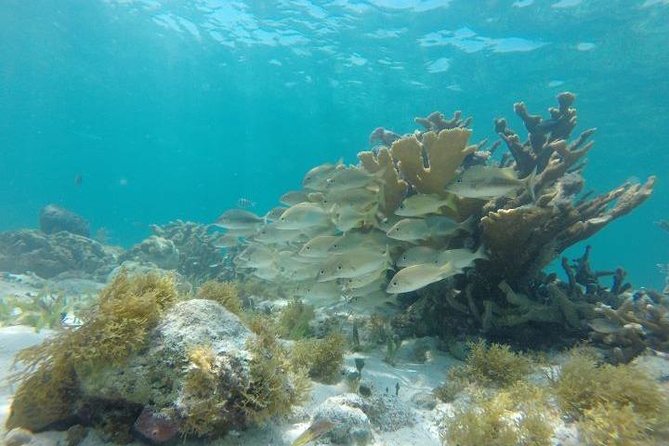 Reef Snorkeling & Jungle Speedboat Adventure with Mayan Ceremony - Group size, safety, and physical demands