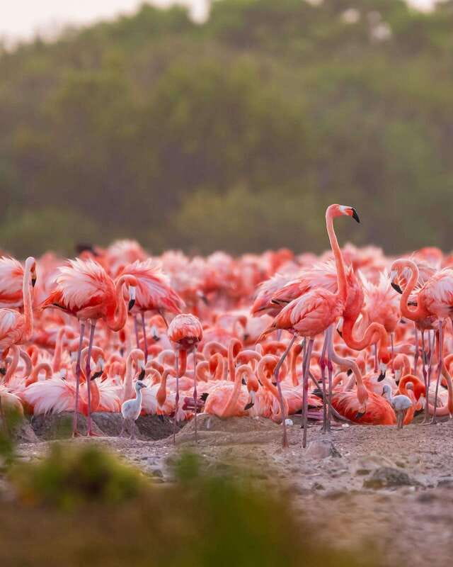 Rio Lagartos and Las Coloradas: Safari Flamingo Luxury - Finishing at a Gulf of Mexico beach