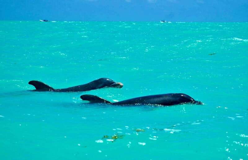 Rio Lagartos and Las Coloradas: Safari Flamingo Luxury - Guides make the difference