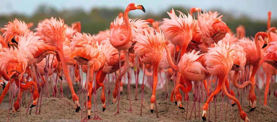 Rio Lagartos and Las Coloradas: Safari Flamingo Luxury - Mangrove channels and the first bird stops