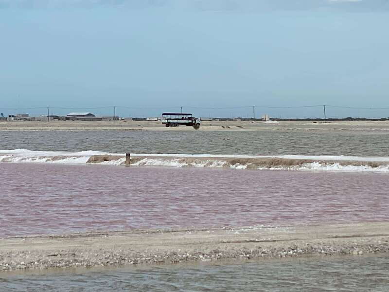 Río Lagartos and Las Coloradas: Wildlife Natural Experience - Timing, language, and practical comfort