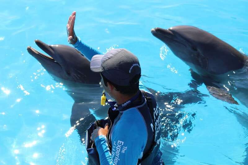 Riviera Maya: Dolphin Encounter with Beach Club Access - The real cost includes photos, meals, and transport